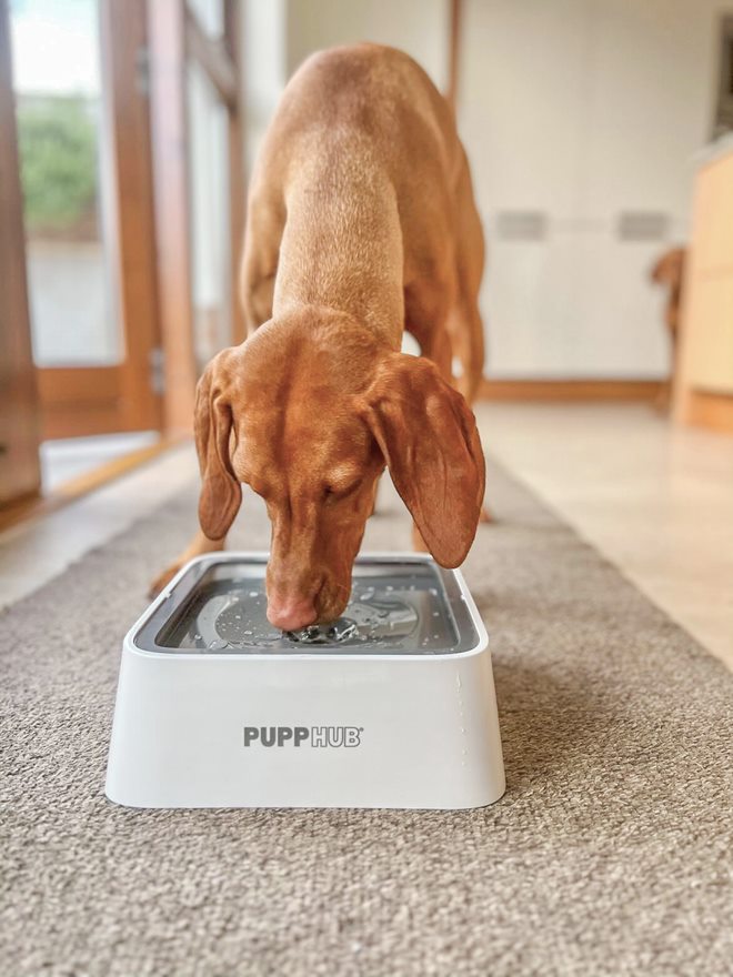 PuppHub Dog & Cat Drinking Water Bowl