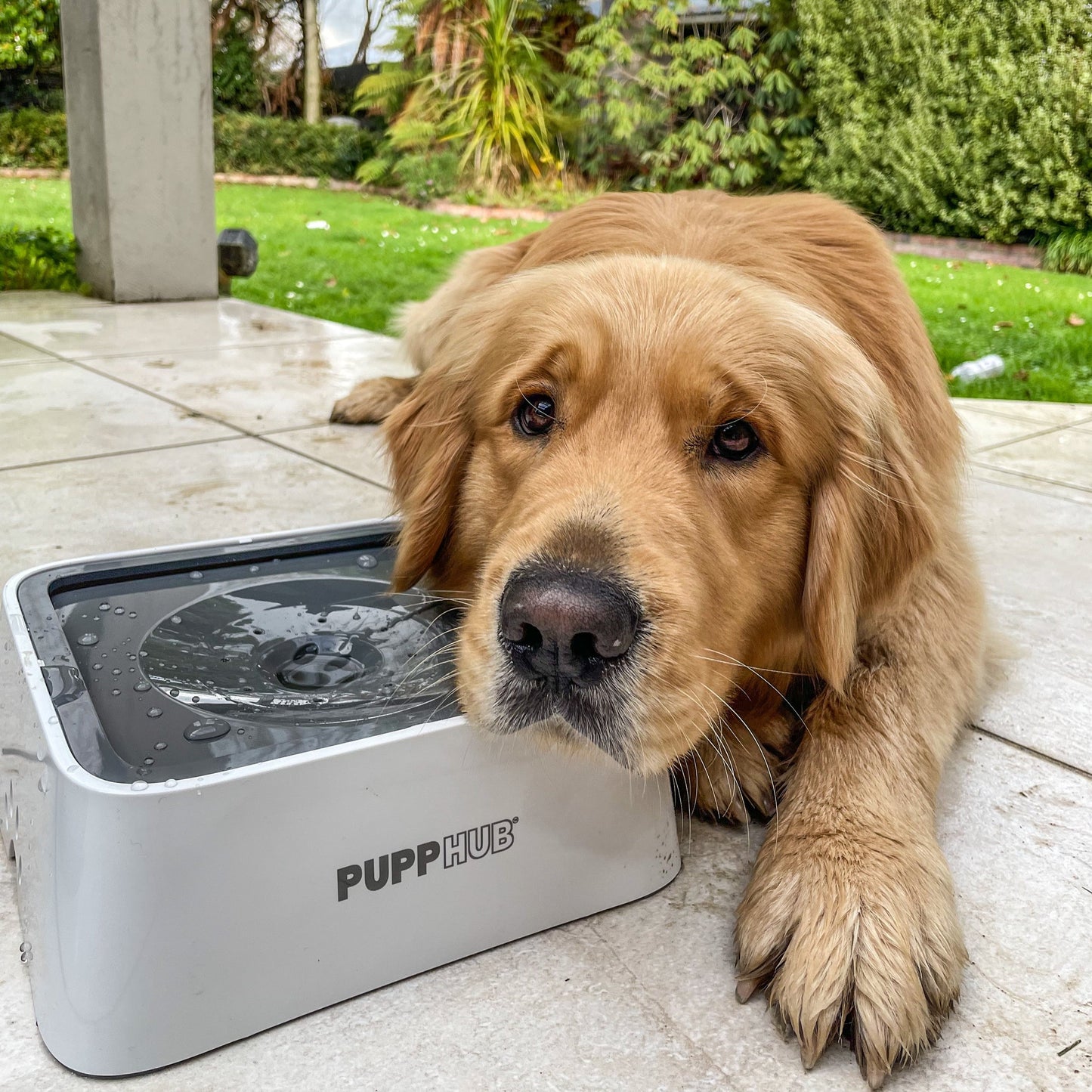 PuppHub Dog & Cat Drinking Water Bowl