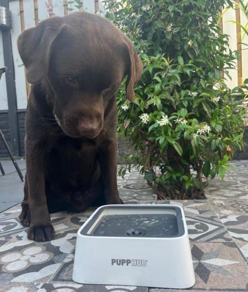 PuppHub Dog & Cat Drinking Water Bowl