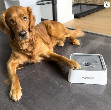 PuppHub Dog & Cat Drinking Water Bowl