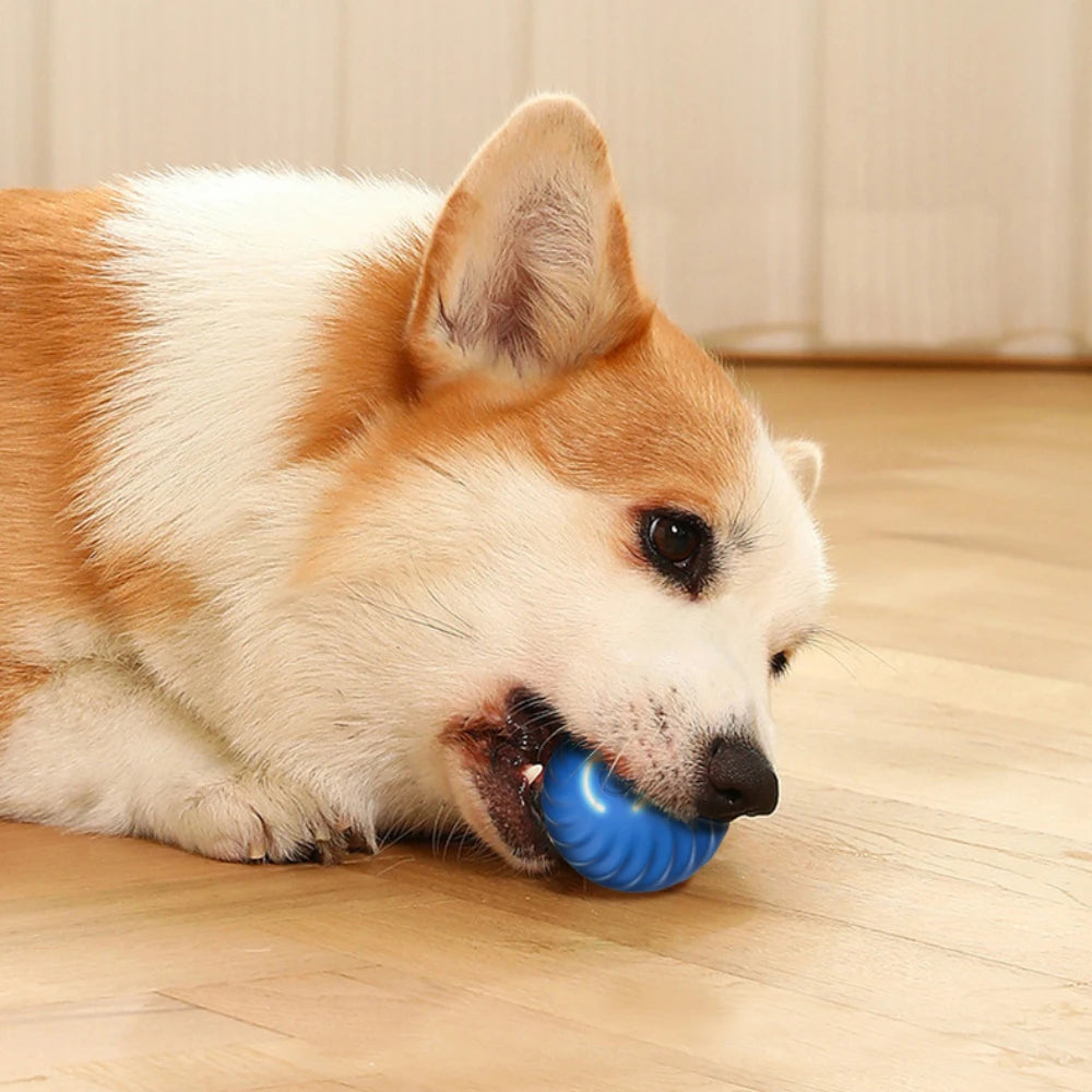 Automatic Bouncing Ball for Dog