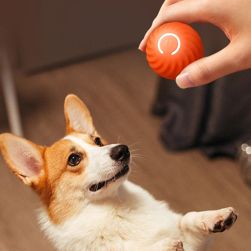 Automatic Bouncing Ball for Dog